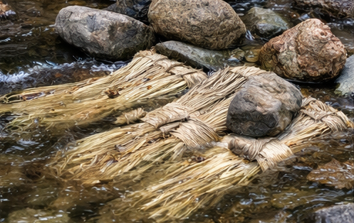 The Golden Thread of the Forest